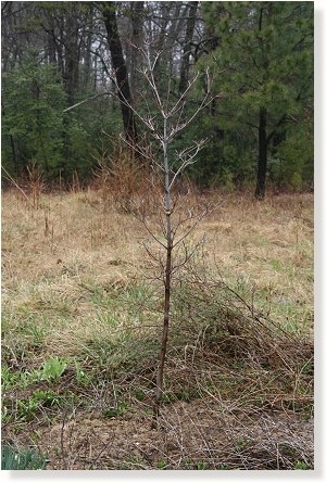 Dogwood tree planted in memory of Lindsay Paul Rudolph